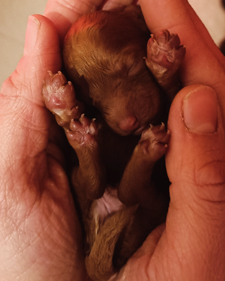 Cuccioli barboncino toy