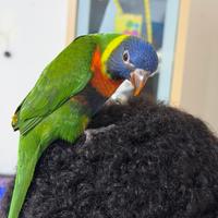 Pappagallo Lori Arcobaleno ALLEVATO A MANO