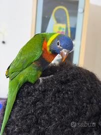Pappagallo Lori Arcobaleno ALLEVATO A MANO