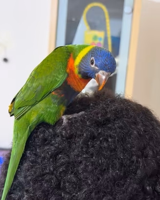 Pappagallo Lori Arcobaleno ALLEVATO A MANO