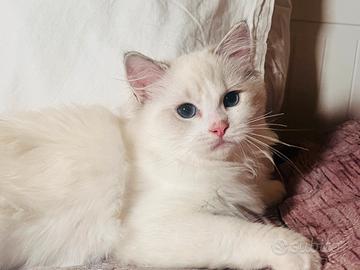 Splendidi gattini Ragdoll solo pedigree verificato