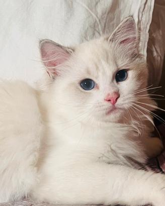 Splendidi gattini Ragdoll solo pedigree verificato