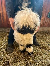 Pecore naso nero del vallese