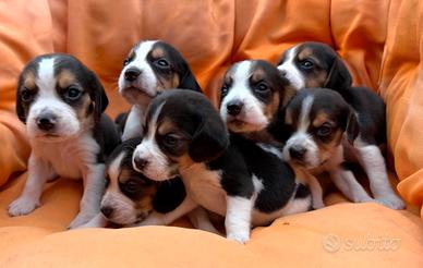 Beagle tricolore