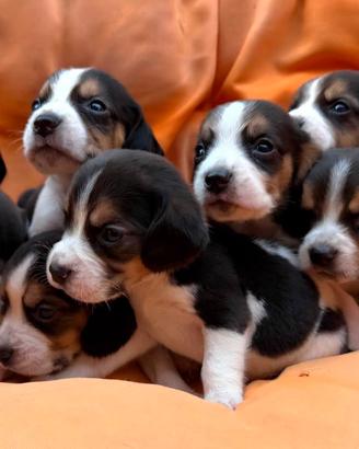Beagle tricolore