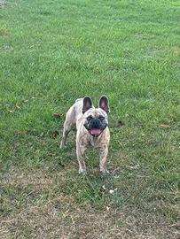 Buldog francese merle per monta
