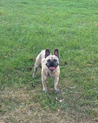 Buldog francese merle per monta