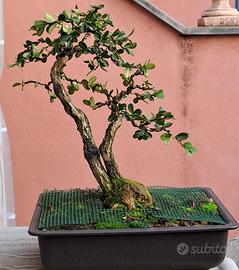 🌿 Bonsai di Bosso 🌿