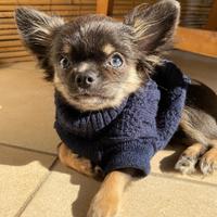 Chihuahua maschio Blu Tan per accoppiamento