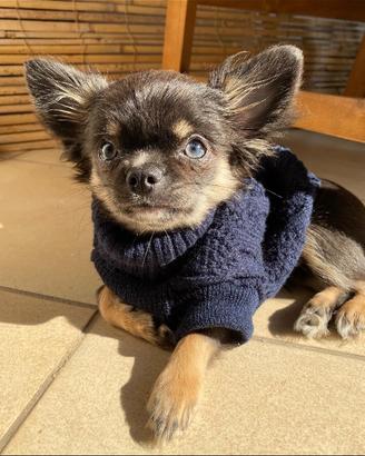 Chihuahua maschio Blu Tan per accoppiamento