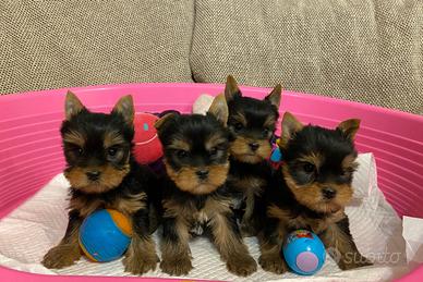 Yorkshire cuccioli con pedigree Enci