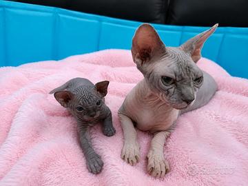 Sphynx cuccioli