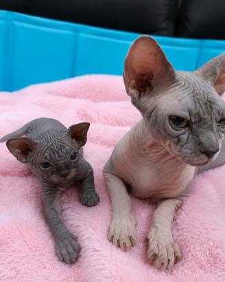 Sphynx cuccioli