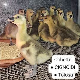 Oche cignoidi e tolosa piccole