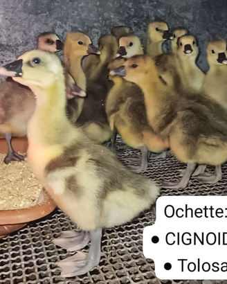 Oche cignoidi e tolosa piccole