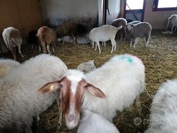 Capre e pecore da latte