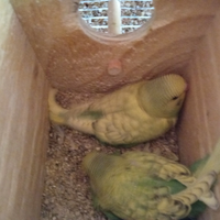 Cocorite giovani e adulte