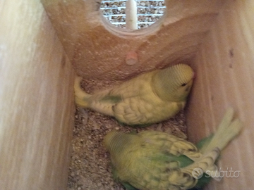 Cocorite giovani e adulte