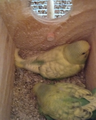 Cocorite giovani e adulte