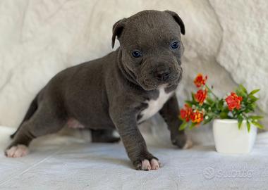 Pitbull ukc