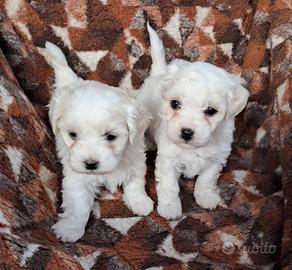 Maltese toy
