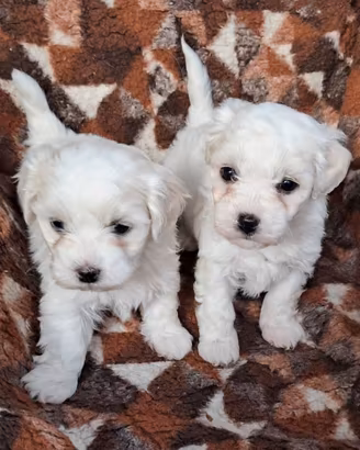 Maltese toy
