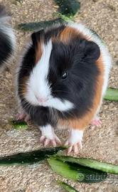 Mini Porcellino d 'india dolcissimo