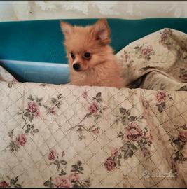 Cuccioli pomchi