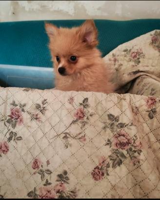 Cuccioli pomchi