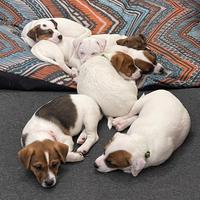 Jack Russel Terrier pelo corto con Pedigree