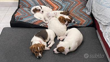 Jack Russel Terrier pelo corto con Pedigree