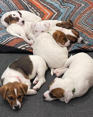 Jack Russel Terrier pelo corto con Pedigree