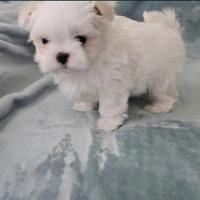 Maltese mini Toy Maschio