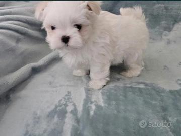Maltese mini Toy Maschio
