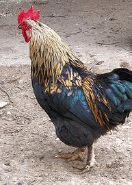 Coppia galletti tipo americano