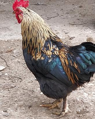 Coppia galletti tipo americano