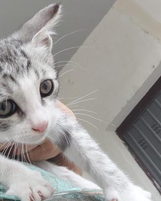 Cucciolata di 5