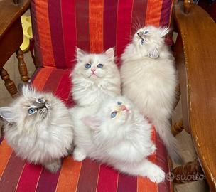 Cuccioli neva siberiani