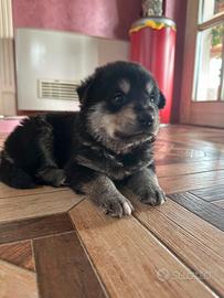 Cuccioli mamma maremmana