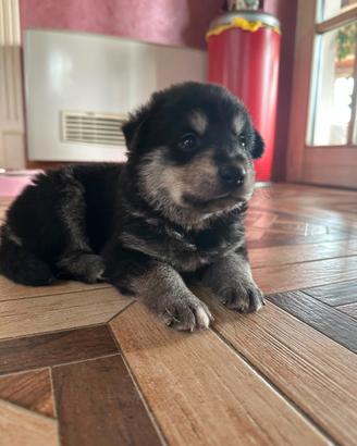 Cuccioli mamma maremmana