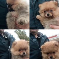 Mini Toy Spitz Pomerania