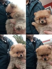Mini Toy Spitz Pomerania