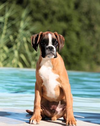 Boxer cuccioli