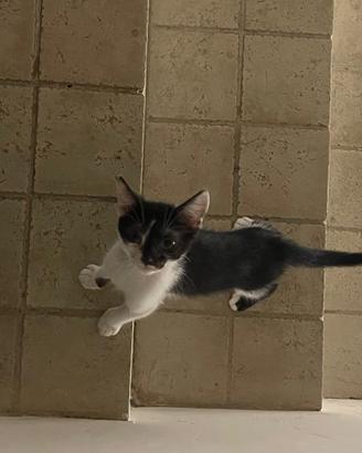 Due fratellini micini