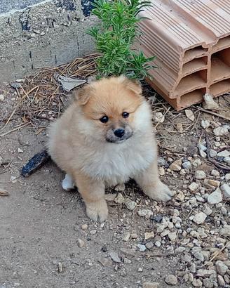Spitz pomeriana