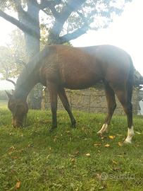 Cavalla 5anni da fondo