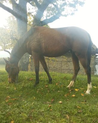 Cavalla 5anni da fondo