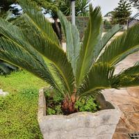 Cycas
