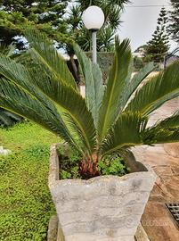 Cycas