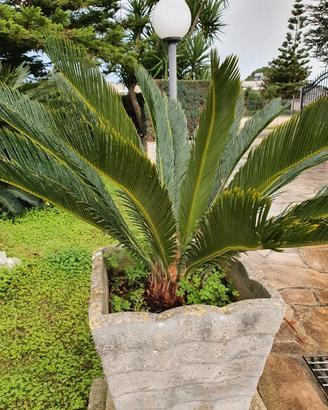 Cycas